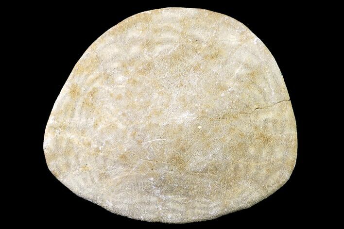 Pliocene Sand Dollar (Dendraster) Fossil - California #156391